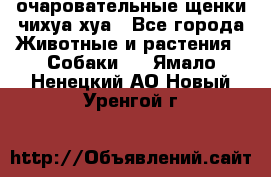 очаровательные щенки чихуа-хуа - Все города Животные и растения » Собаки   . Ямало-Ненецкий АО,Новый Уренгой г.